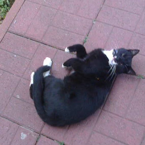 Ten mody kociak szuka nowego domu! 