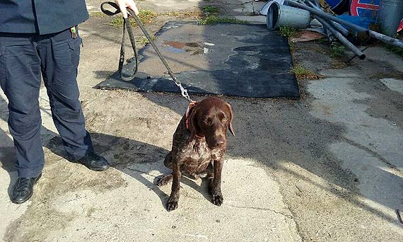 W Wapnicy znaleziono psa. Czworong oczekuje na swojego waciciela w Midzyzdrojach