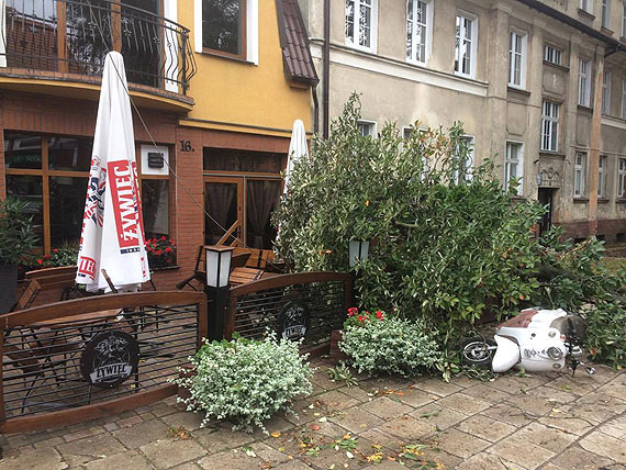 Silny wiatr szaleje w powiecie. W Kamieniu Pomorskim drzewo runo na ogrodzenie i skuter