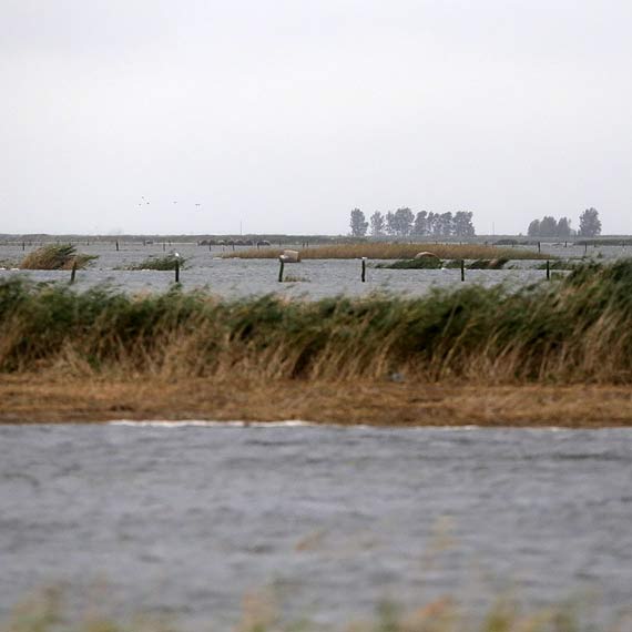 Czytelnik: Krowy stoją w wodzie. Amfibia potrzebna od zaraz