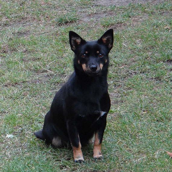 W Jatkach bka si pies. Pomcie mu odnale waciciela!