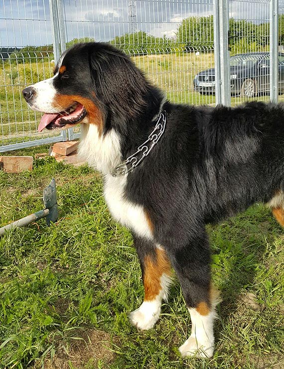 Poszukiwania Benka szczliwie zakoczone