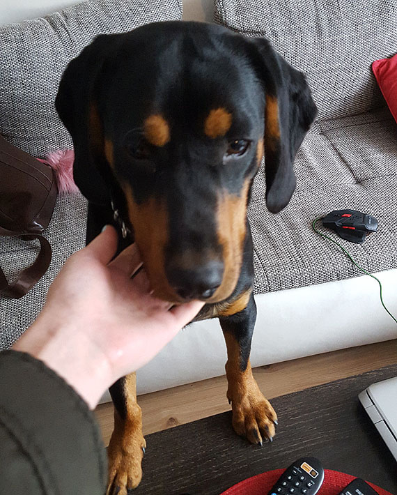 Byskawiczna reakcja naszych Czytelnikw! Piesek odnalaz ju swojego waciciela!