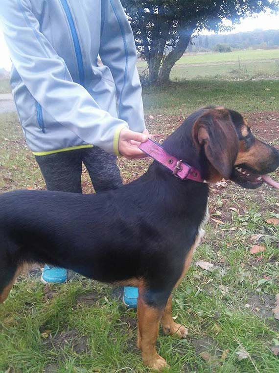 Suczka czeka na swojego waciciela