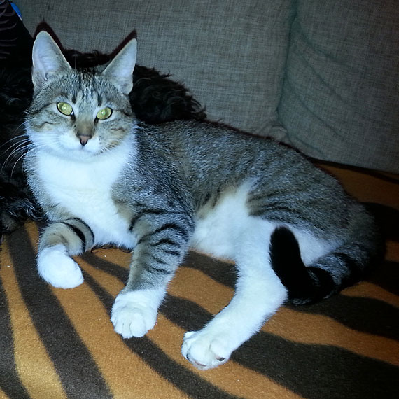 Uwaga! W ukcinie zagina kotka! 