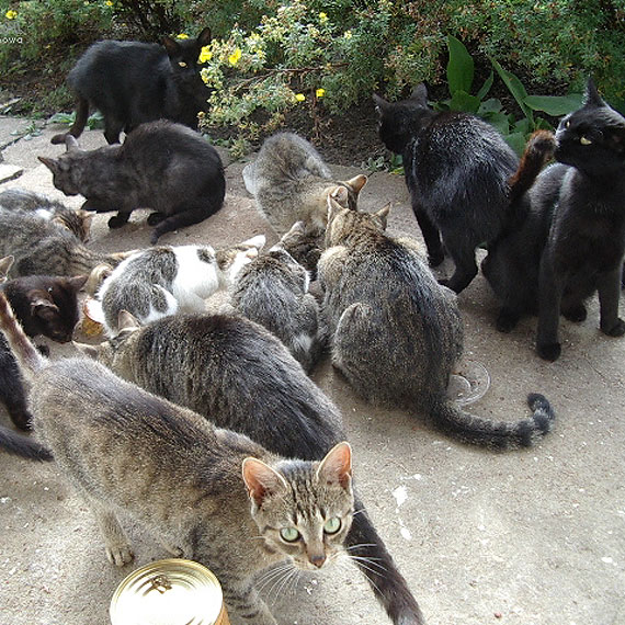 Mieszkanka Dziwnowa: Nie bdmy obojtni na krzywd bezdomnych kotw! Nie mona pozwoli, by zdechy z godu! 