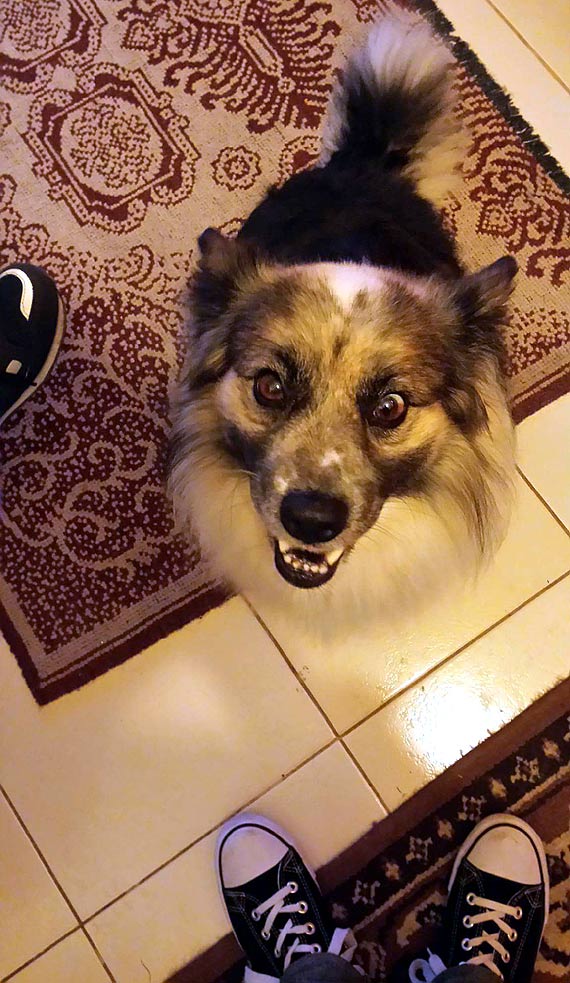 Wszystkiego najlepszego psiaki! Zobacz kundelki z powiatu kamieskiego!