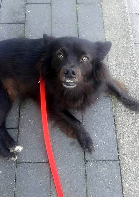 Wszystkiego najlepszego psiaki! Zobacz kundelki z powiatu kamieskiego!