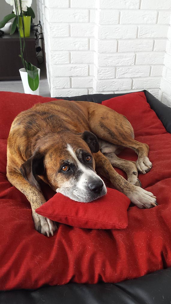 Wszystkiego najlepszego psiaki! Zobacz kundelki z powiatu kamieskiego!