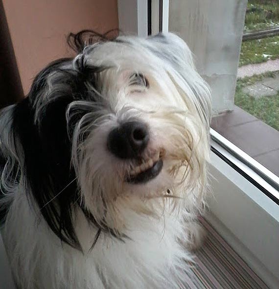 Wszystkiego najlepszego psiaki! Zobacz kundelki z powiatu kamieskiego!