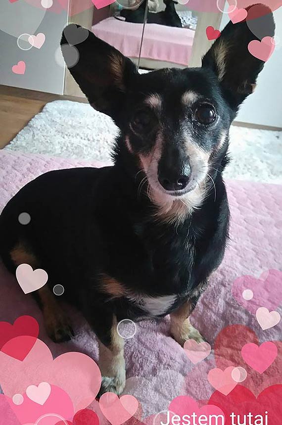 Wszystkiego najlepszego psiaki! Zobacz kundelki z powiatu kamieskiego!