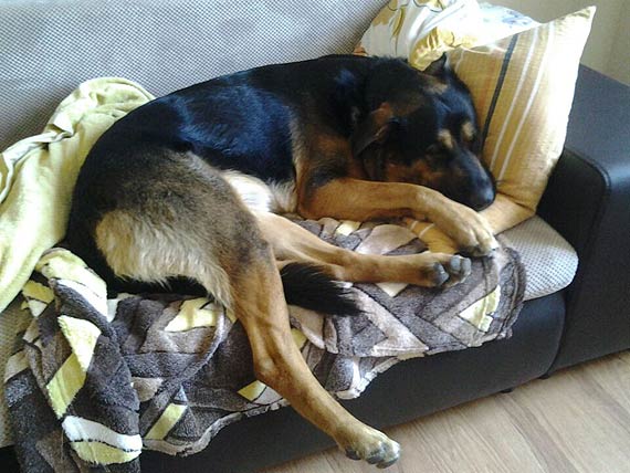 Wszystkiego najlepszego psiaki! Zobacz kundelki z powiatu kamieskiego!