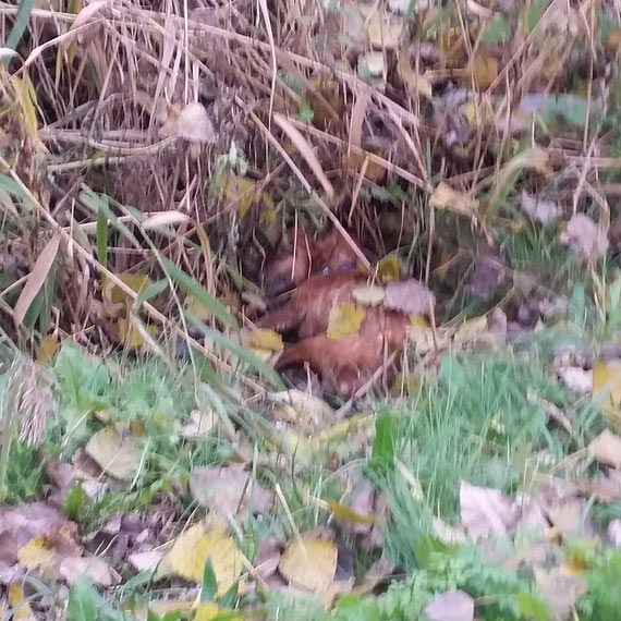 Wasza informacja: Zdeche zwierzta od kilku dni zalegaj na promenadzie