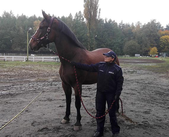 „ Heros” - dziewiąty koń w szeregach zachodniopomorskiej Policji
