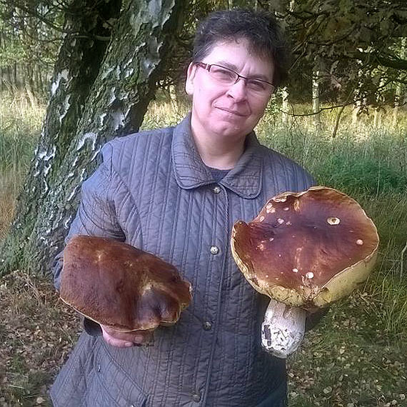 Wielkie jak...grzyby po deszczu