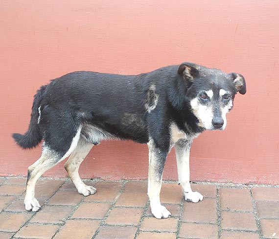 W Wolinie zagin wyjtkowy pies! Mieszkacy wsplnoty poszukuj Czarusia!