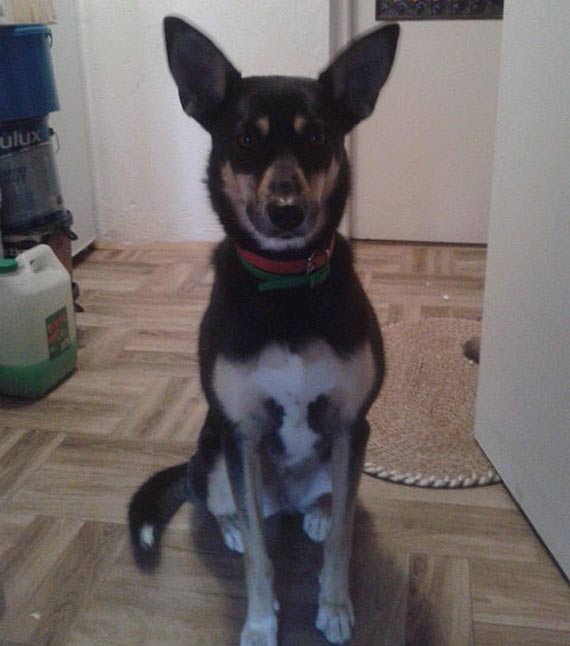 Sara jest kochajcym i oddanym psem, ktry poszukuje nowej rodziny...