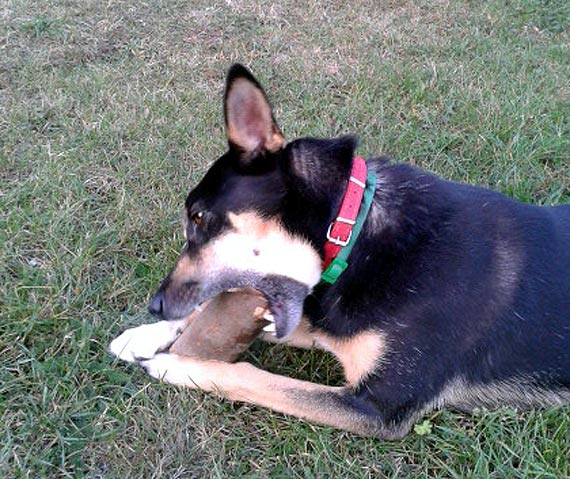 Sara jest kochającym i oddanym psem, który poszukuje nowej rodziny...