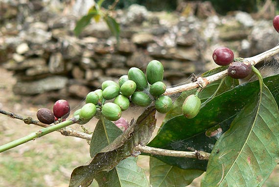 Jasne i ciemne strony małej czarnej