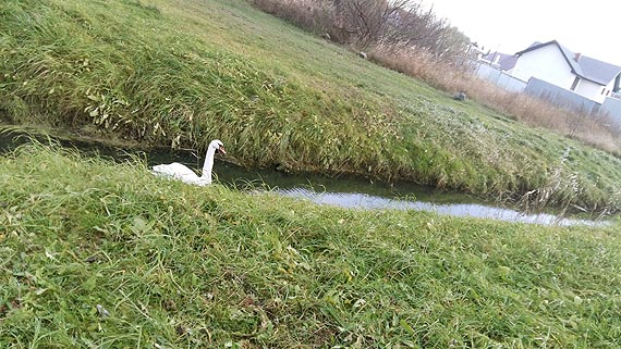 Odrzucony czy chory? - kto powinien zainteresowa si abdziem, zanim zamarznie w rowie