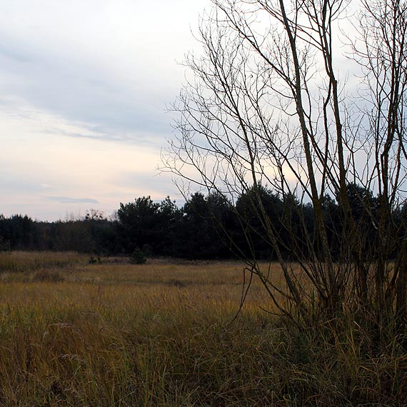 W okolicach Wysokiej Kamieskiej zamiast drzew na polach ropononych wyrosn szyby naftowe