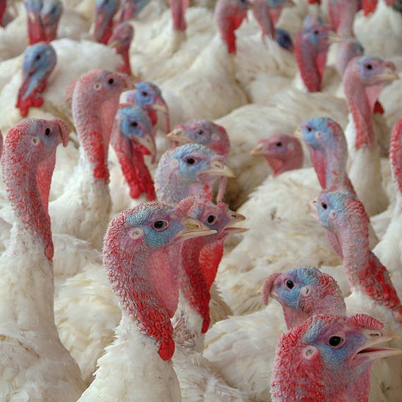 Zachodniopomorskie zagroone ptasi gryp! 