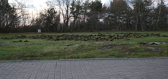 Dziki siej spustoszenie w Midzyzdrojach. Zryy trawnik wzdu promenady