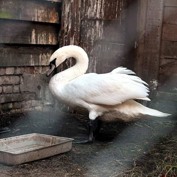 abd doywotnim rezydentem Orodka Rehabilitacji Dzikich Zwierzt w Warnowie
