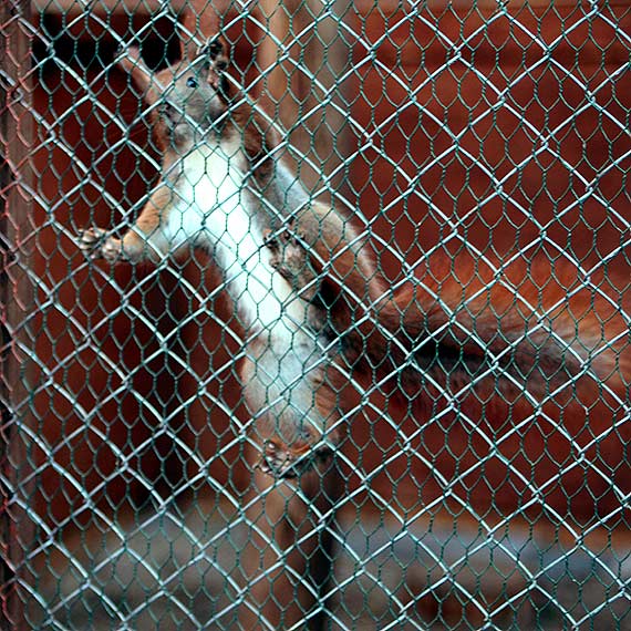 abd doywotnim rezydentem Orodka Rehabilitacji Dzikich Zwierzt w Warnowie