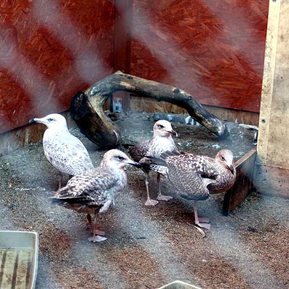 abd doywotnim rezydentem Orodka Rehabilitacji Dzikich Zwierzt w Warnowie