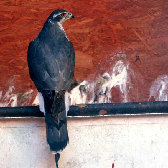 abd doywotnim rezydentem Orodka Rehabilitacji Dzikich Zwierzt w Warnowie