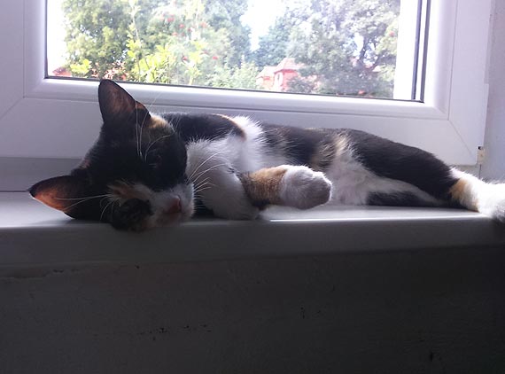 Poszukujemy zaginionej Melki