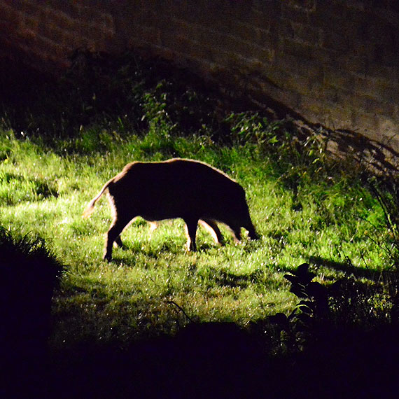 Dziki na celowniku firmy zajmujcej si odawianiem. W gminie Midzyzdroje schwytano 9