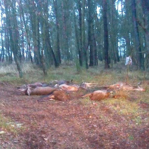 Szok! Kto wpad na tak szalony pomys, by pooy tutaj martwe zwierzta?