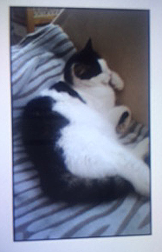 Kto pomoe odnale Rysia?