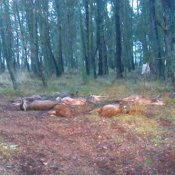 Myliwi odpieraj zarzuty: To byo legalne polowanie. Teren widoczny na zdjciu jest terenem lenym, a tu obok znajduj si bagna