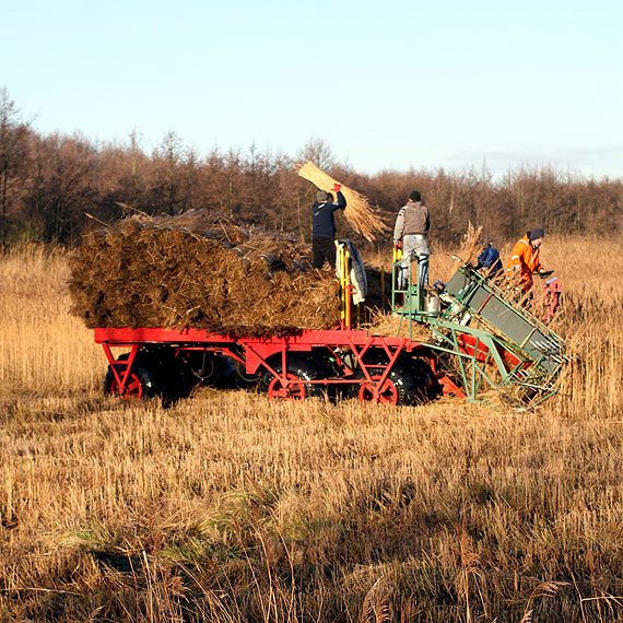 Rozpoczy si trzcinowe niwa w Rozwarowie