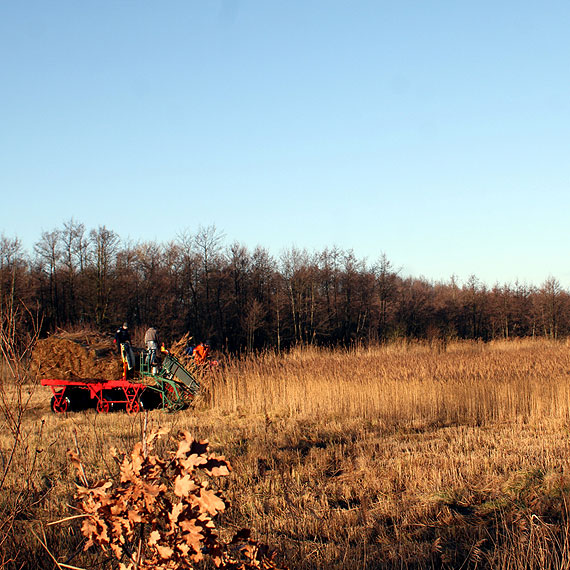 Rozpoczy si trzcinowe niwa w Rozwarowie