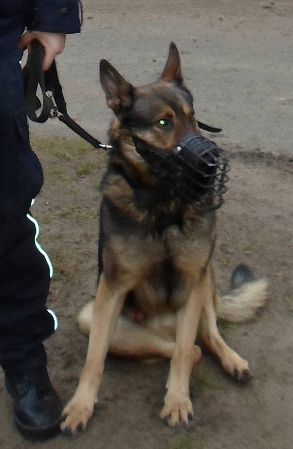 Psy służbowe w Komendzie Policji w Kamieniu Pomorskim