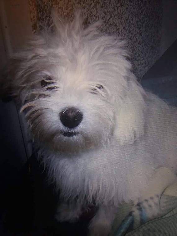 Szukamy niedowidzącej Loli