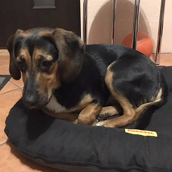 Kto szuka tej suczki?