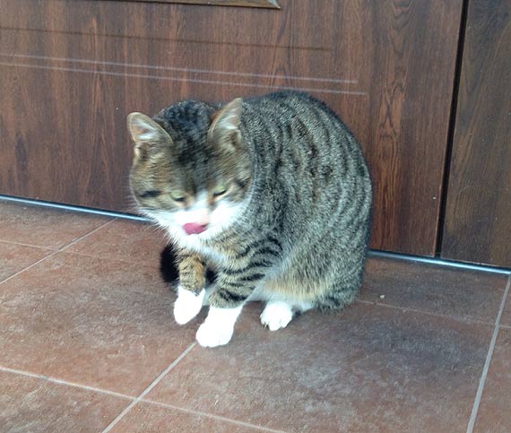 Na osiedlu Chopina bka si kot