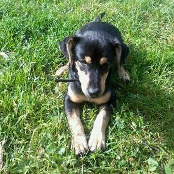 Waciciele szukaj Tofika