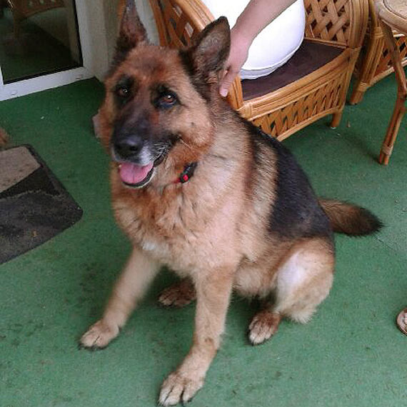 Zagina suczka Oxa - jest w trakcie leczenia