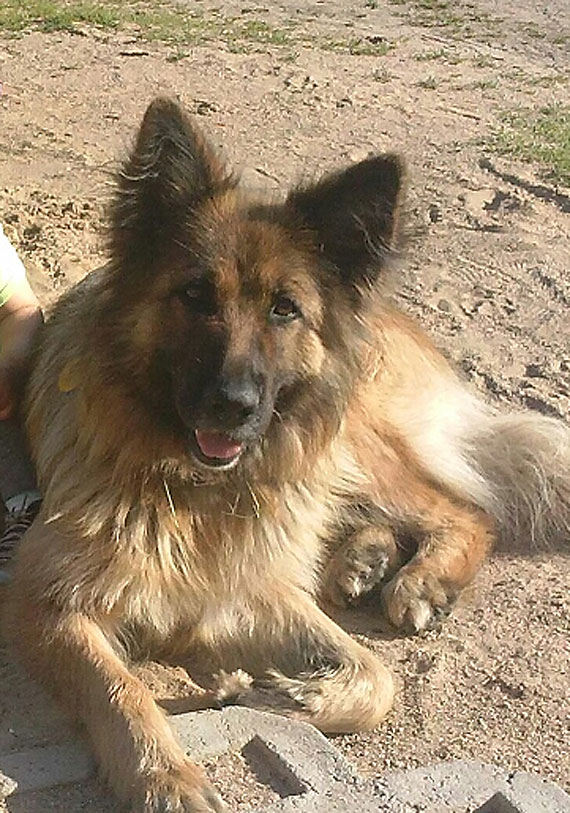 W Wysokiej Kamieńskiej zaginął owczarek niemiecki!