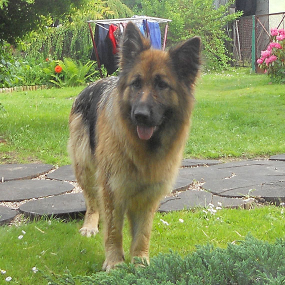 W Wysokiej Kamieńskiej zaginął owczarek niemiecki!