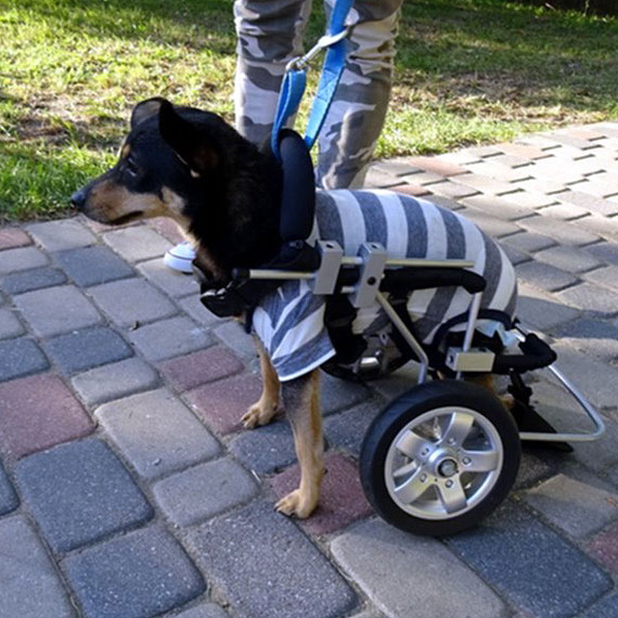 Ze schroniska w Sosnowicach do Stanów Zjednoczonych