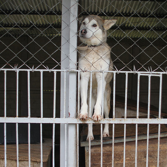 Ze schroniska w Sosnowicach do Stanów Zjednoczonych