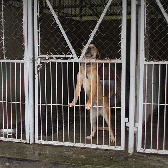 Ze schroniska w Sosnowicach do Stanów Zjednoczonych