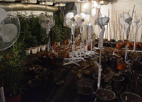 Policjanci zlikwidowali plantacj� konopi